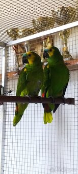 REZERVACE 10.12. Chovný pár Amazoňanů modročelých velkých. - 2