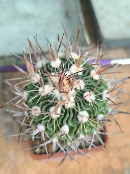 Kaktusy a sukulenty - 2