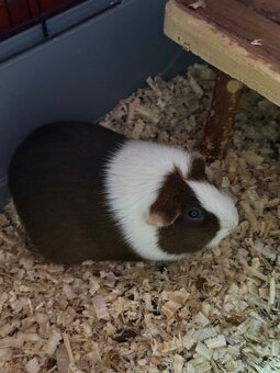 Nabízím morcatko krátkosrsté a holé - 2