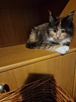 Mainská mývalí bez PP - 2