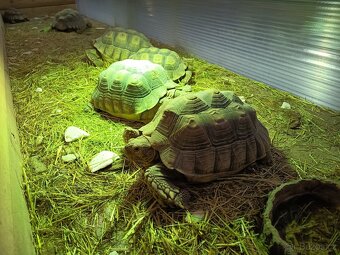 želva ostruhatá sulcata samice - 2