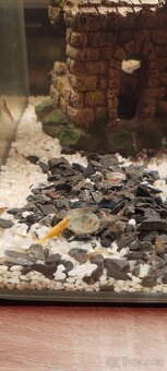 Krevetky Neocaridina - 2