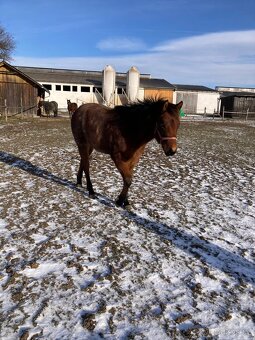 Quarter Horse - kobylka - 2