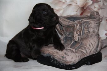 Flat Coated Retriever - 2