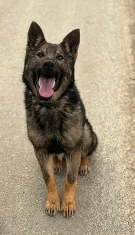 Německý ovčák - fena s PP - 2