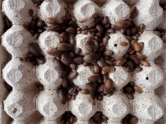 Šváb argentinský - blaptica dubia - 2