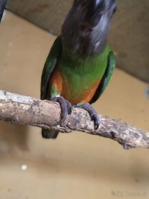 Papoušek senegalský - 2