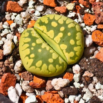 Lithops - Conophytum - 2