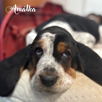 Basset Hound - štěňátka - 2