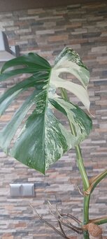 Monstera albo - 2