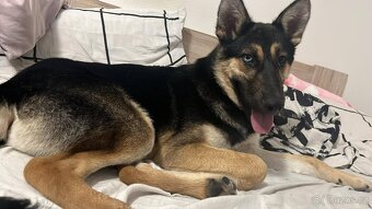 ALI - štěně, cca 20 kg, 7 měsíců - 2