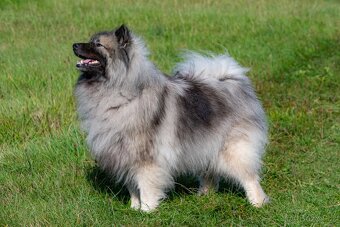 Německý špic vlčí Keeshond - 2