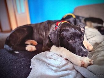 Fenečka pittbula a cane corso - 2