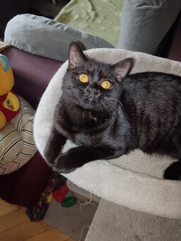 Britské kotě, britský kocour, britská kočka - 2