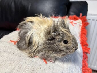 🐹MORČE , MORČATA , MORČÁTKA samičky - 2