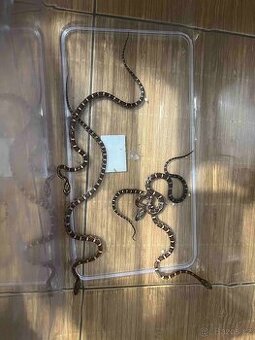 Užovka červená - 2