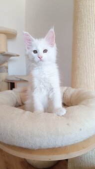 Mainská mývalí s PP - 2