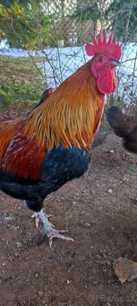 Slepice starší + kohout - 2