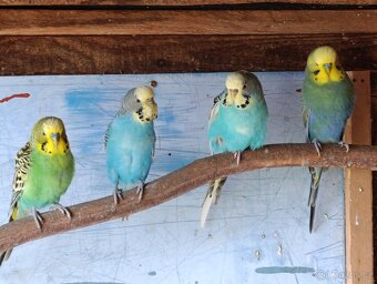 Andulky a žebříčky - 2