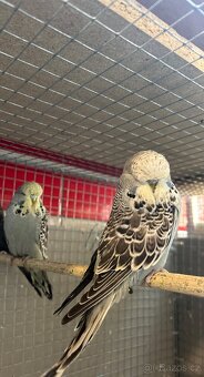 Výstavní andulka - 2