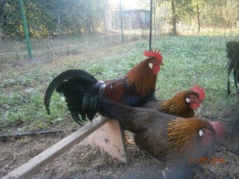 Kuřata vlašky koroptví - 2