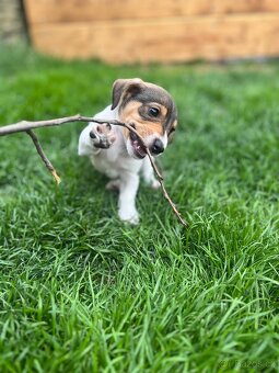 Jack Russel Terier - 2