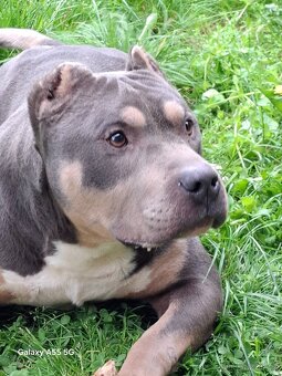 American bully -krytie štandart - 2