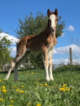 Welsh cob - hřebeček (možnost luxusní páry do kočáru) - 2
