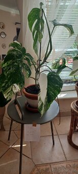 Monstera albo - 2