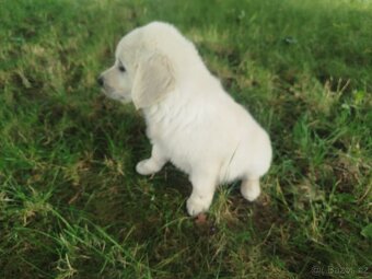 Zlatý retrívr / retriever - 2