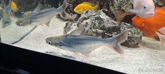 Sumeček žraločí (Pangasius sutchi) - 2