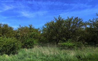 Prodej sadu, 22 292 m², Hustopeče u Brna - 2