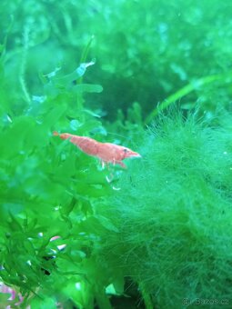 Krevety červené a krab Mekong - 2