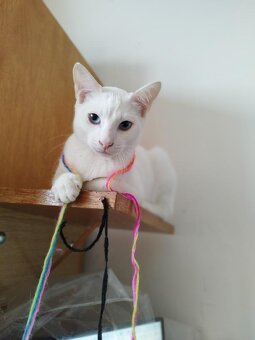 Předu, pletu, háčkuju - 2