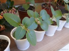 Rýmovník - Plectranthus amboinicus - 2