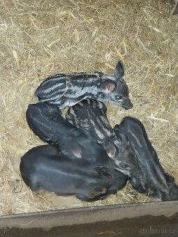 MANGALICE selata - 2