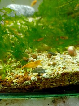 Prodej krevetek a doplňků - 2