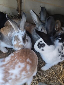 Samice i samci do chovu - 2