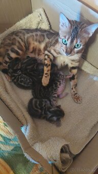 Bengalská kočka-koťátka s PP - 2