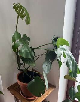Monstera - 2