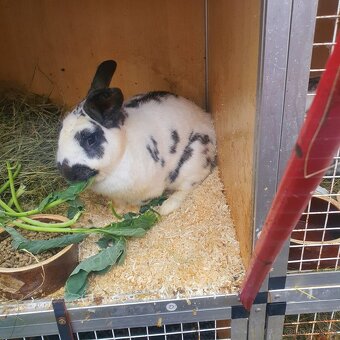 Prodám Český strakáč - 2