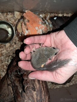 Plšík africký mladata - 2