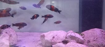 Tropheus moori bemba - 2