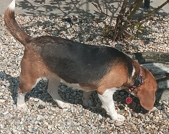 Bígl,Beagle, Bigl - 2