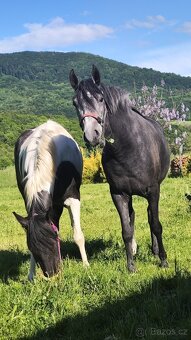 Paso Fino - 2