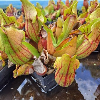 Sarracenia purpurea – masožravá rostlina k jezírku - 2