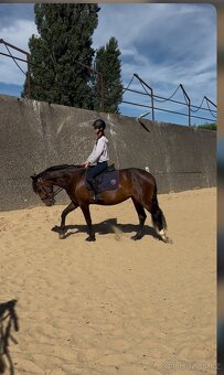 Krásná kobyla Lusitano na prodej - 2