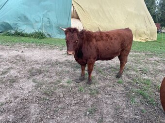 Jalovice Česká červinka - 2