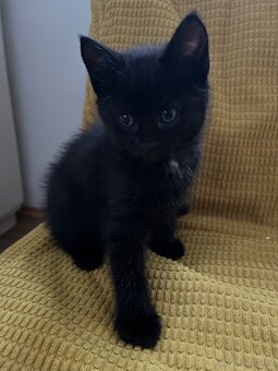 Poloperske kotatko černé - 2