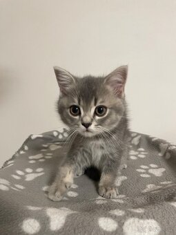 koťátko bez PP (kocourek tmavý) - 2